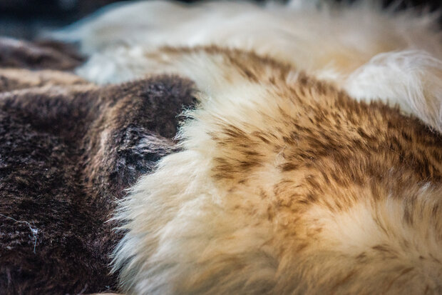Mouflon Schapenvacht WitBruin XL 