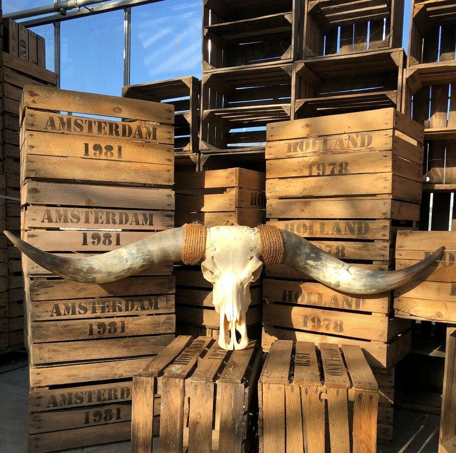 Longhorns Longhorns